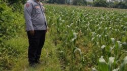 Bhabinkamtibmas Polsek Cikupa Monitoring Lahan Jagung, Dukung Program Ketahanan Pangan