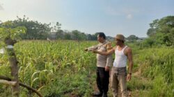 Aiptu Mukhsodin Monitoring Jagung Hibrida Sukadamai, Dukung Program Ketahanan Pangan Nasional
