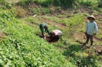 Tanam Pohon Mahoni Babinsa Sananwetan Bersama Poktan Rahayu, Cegah Erosi Dan Dukung Ketahanan Pangan