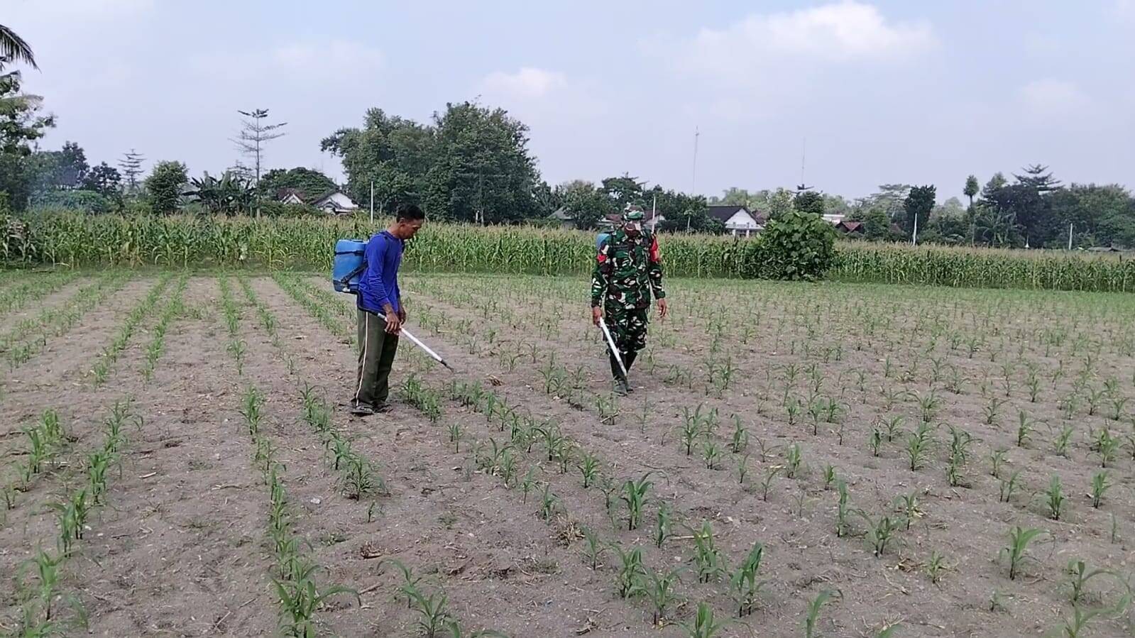 Babinsa Kandangan Dampingi Petani Lakukan Penyemprotan POC Untuk Tingkatkan Pertumbuhan Jagung
