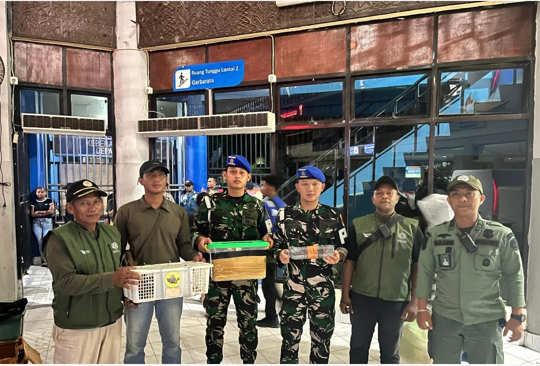 IMG-20260517-WA0005 TNI AL dan BBKSDA Papua Barat Daya Gagalkan Upaya Penyelundupan Satwa Dilindungi