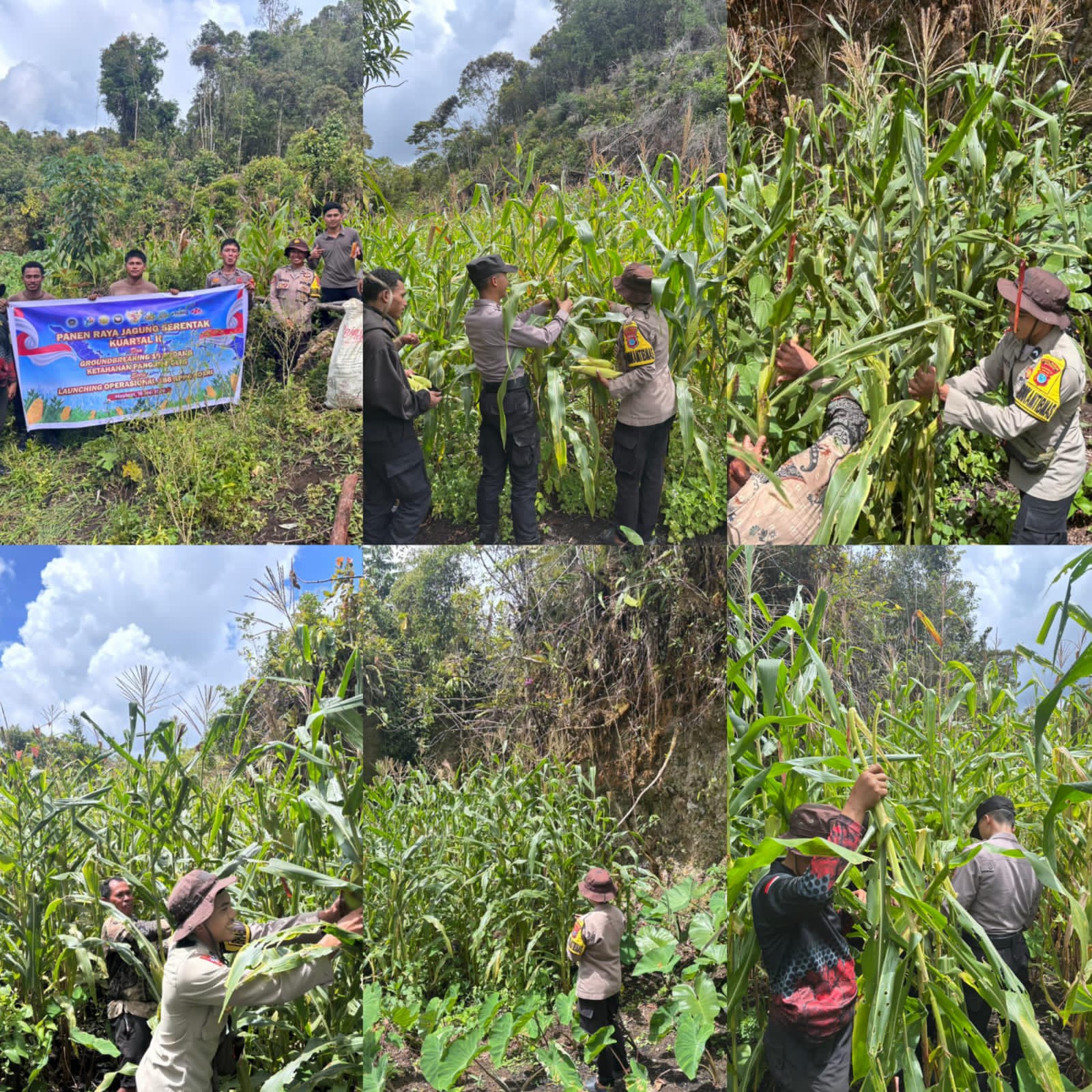 IMG-20260518-WA0037 Panen Raya Jagung Serentak Kuartal II, Polres Maybrat dukung program ketahanan pangan
