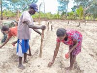 Manfaatkan Lahan Tidur, Satgas TMMD Ke-128 Kodim 1710/Mimika Tanam Jagung Bersama Warga