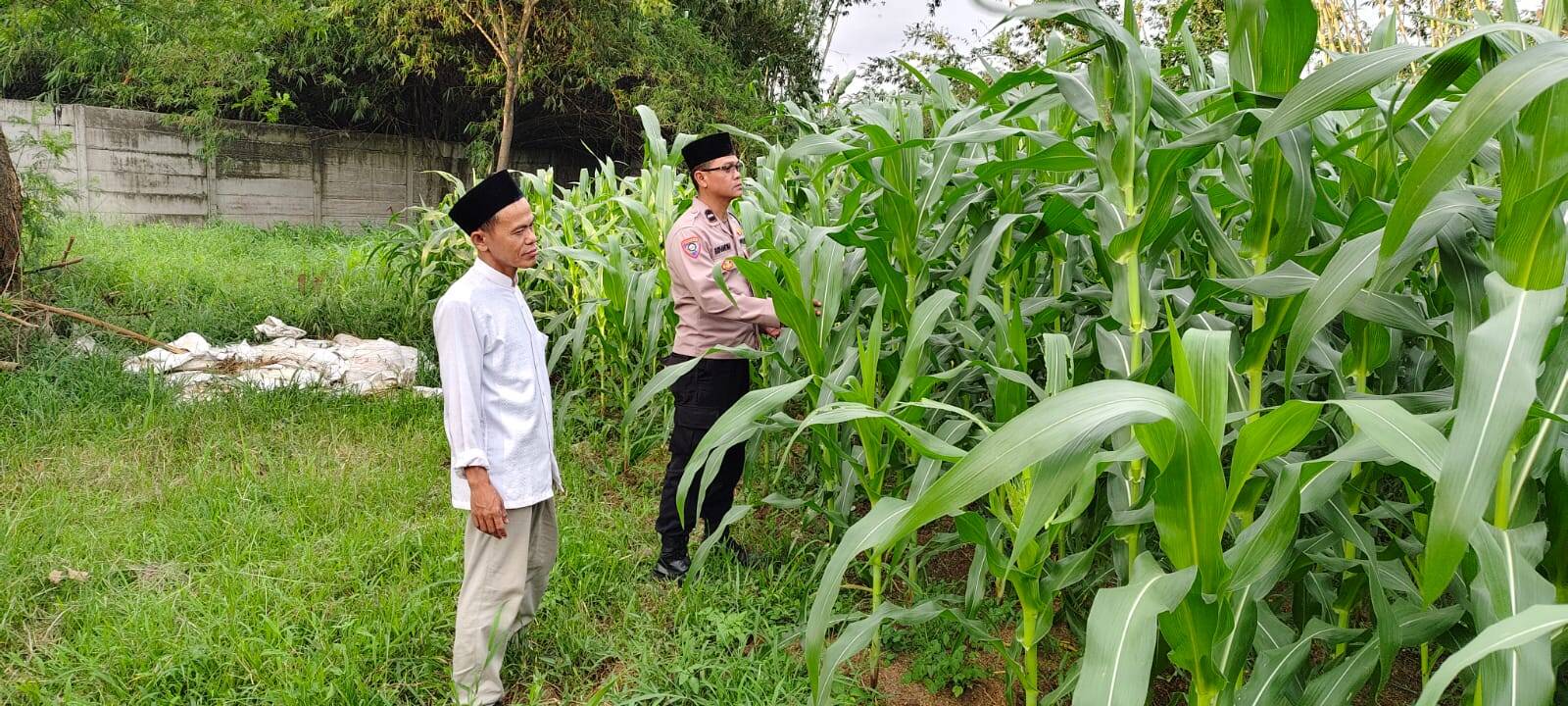 Bhabinkamtibmas Polsek Cikupa Cek Lahan Jagung Hibrida Program Ketahanan Pangan