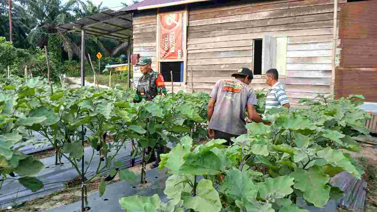 WhatsApp Image 2026-05-24 at 12.59.48 Melalui Pendampingan kepada Petani Terong, Babinsa Harapkan Kesejahteraan Petani Meningkat