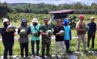 Babinsa Dampingi Ketua KTNA Panen Semangka Wujudkan Ketahanan Pangan di wilayah