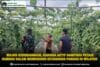 Wujud Kebersamaan, Babinsa Aktif Dampingi Petani Gambas Dalam Mendukung Ketahanan Pangan Di Wilayah