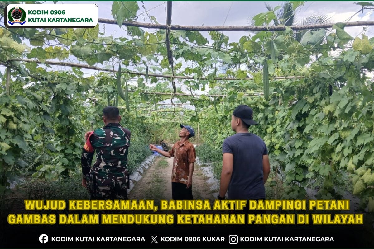 foto website (82) Wujud Kebersamaan, Babinsa Aktif Dampingi Petani Gambas Dalam Mendukung Ketahanan Pangan Di Wilayah