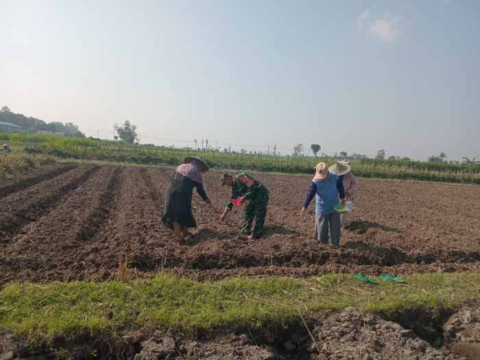 Wujudkan Ketahanan Pangan, Babinsa Pikatan Turun Ke Sawah Dampingi Petani Tanam Jagung