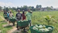Pemanfaatan Lahan Kompi Produksi Kodim 0808/Blitar di Srengat Sukses Panen 10 Ton Semangka