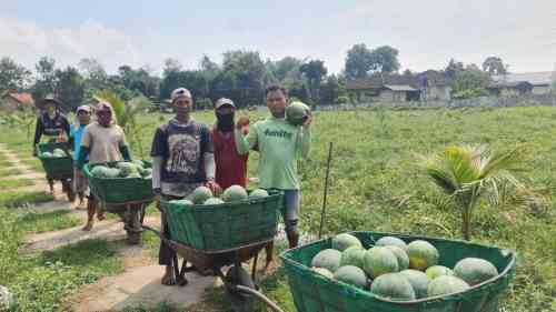 Pemanfaatan Lahan Kompi Produksi Kodim 0808/Blitar di Srengat Sukses Panen 10 Ton Semangka