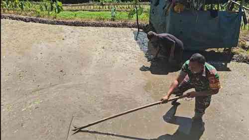 Sinergi Ketahanan Pangan, Babinsa Selorejo Turun Ke Sawah Bantu Warga Siapkan Lahan Padi