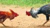 Polres Nganjuk Dicurigai Biarkan Sabung Ayam, Publik Desak Penindakan Tegas