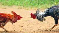 Polres Nganjuk Dicurigai Biarkan Sabung Ayam, Publik Desak Penindakan Tegas