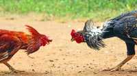 Polres Nganjuk Dicurigai Biarkan Sabung Ayam, Publik Desak Penindakan Tegas
