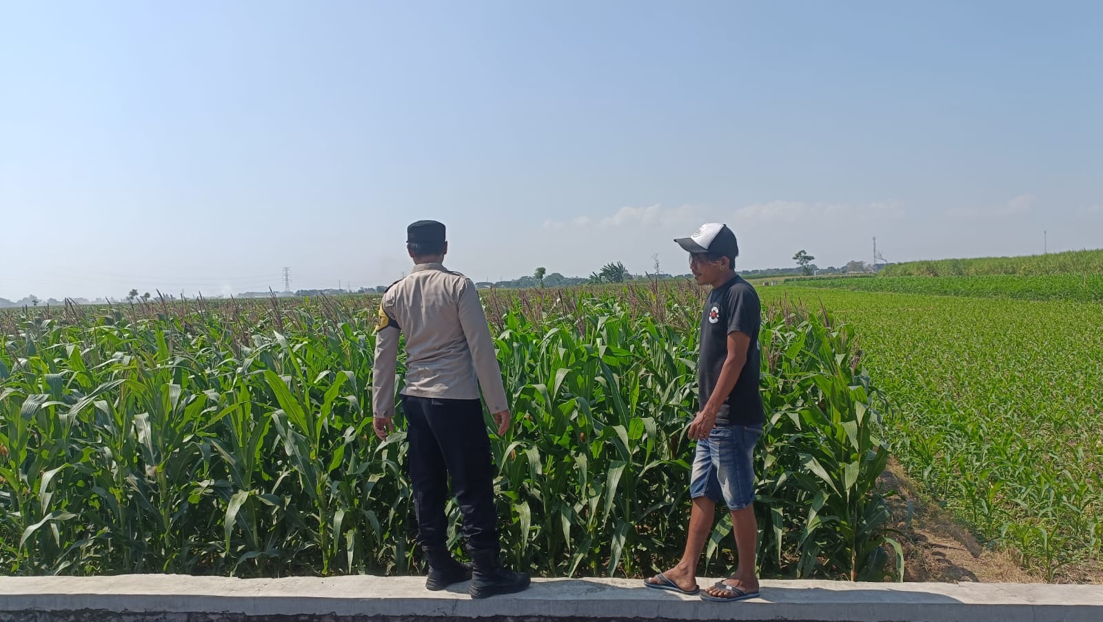 Polsek Kademangan Bergerak, Petani Jagung Didorong Tingkatkan Produksi Pangan