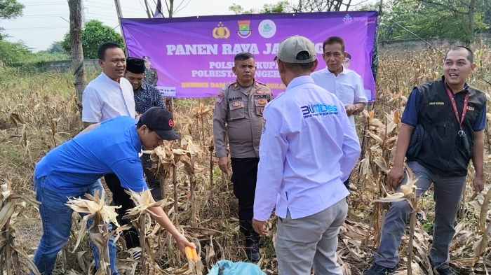 Kapolsek Cikupa Hadiri Panen Jagung Kuartal II Program Ketahanan Pangan di Desa Sukadamai