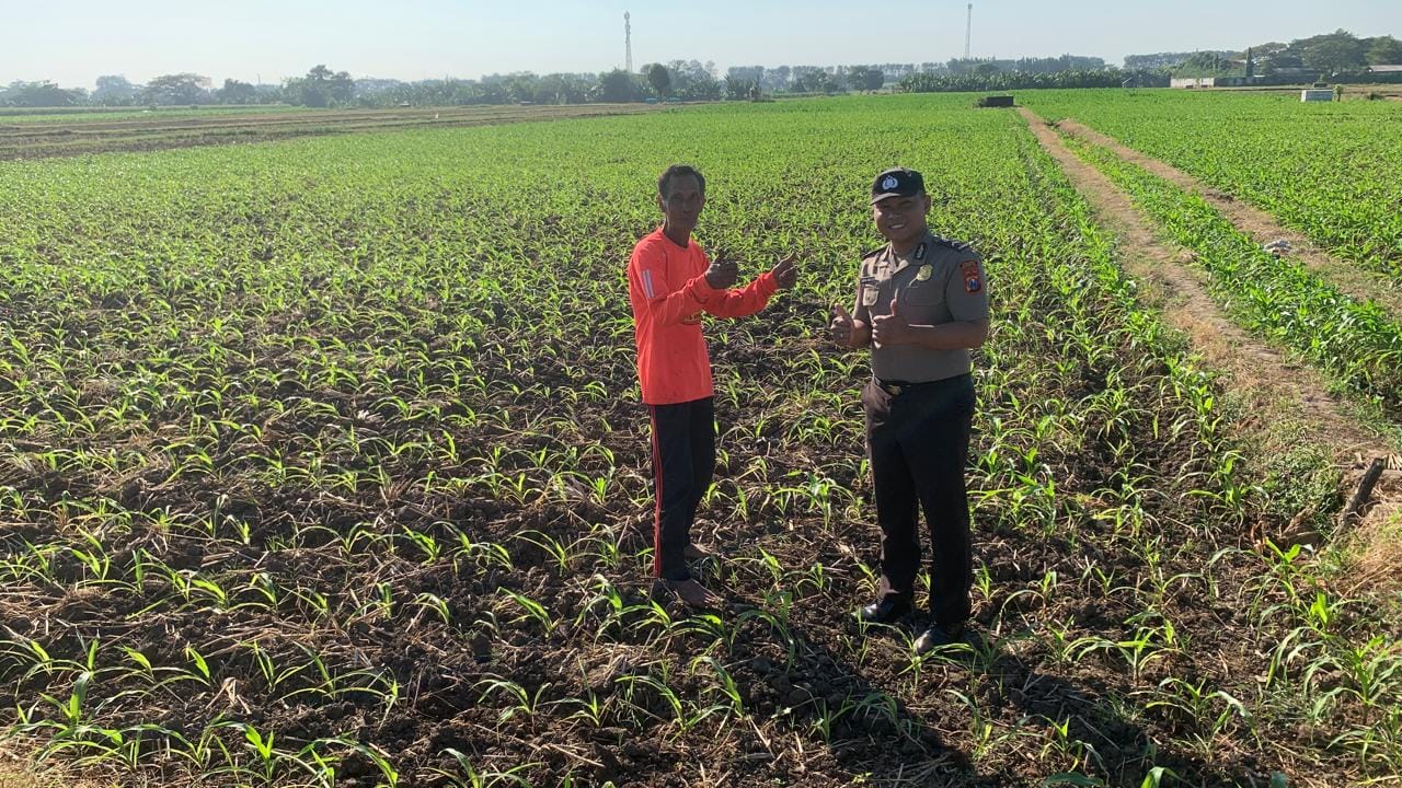 IMG-20260608-WA0186 Sambangi Petani, Bhabinkamtibmas Kademangan Perkuat Keamanan dan Produktivitas Pertanian