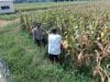 Bhabinkamtibmas Pekoren Pantau Lahan Jagung di Rembang, Kawal Asta Cita Ketahanan Pangan