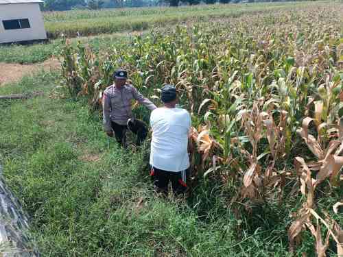 IMG-20260612-WA0017 Bhabinkamtibmas Pekoren Pantau Lahan Jagung di Rembang, Kawal Asta Cita Ketahanan Pangan
