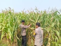 Kanit Binmas Polsek Cikupa Monitoring Tanaman Jagung Hibrida Program Ketahanan Pangan di Panongan