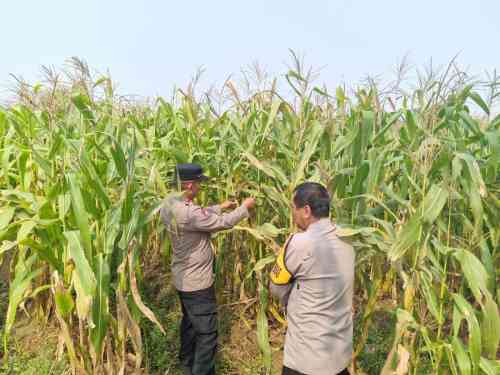 IMG-20260612-WA0028 Kanit Binmas Polsek Cikupa Monitoring Tanaman Jagung Hibrida Program Ketahanan Pangan di Panongan