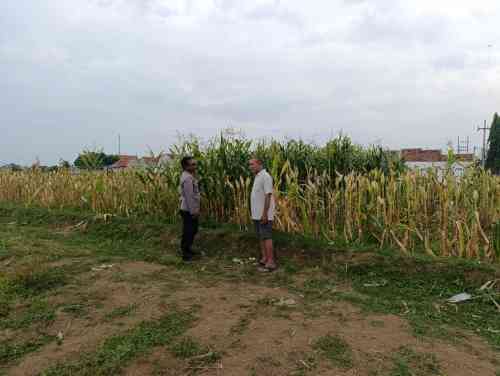 IMG-20260613-WA0181 Polisi Sambangi Petani Jagung di Triwung Lor, Siap Bantu Penanganan Hama hingga Pembersihan Lahan
