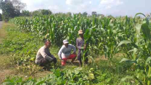 IMG-20260614-WA0279 Polisi Sambangi Lahan Jagung di Wonoasih, Siap Dampingi Petani Hadapi Kendala di Lapangan