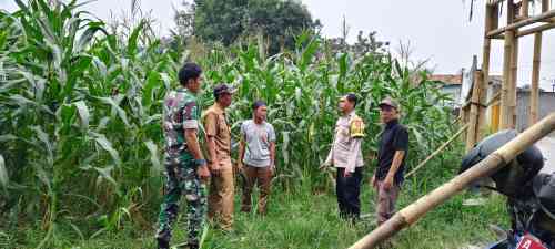 IMG-20260615-WA0049 Polsek Cikupa Pantau Perkembangan Jagung Hibrida di Desa Ciakar, Tanaman Tumbuh Subur