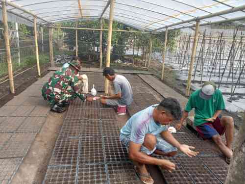 IMG-20260616-WA0092 Dekat dengan Warga, Babinsa Koramil 1505-01/Tidore Bantu Petani Semai Bibit Tomat