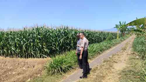 Polisi Dampingi Petani Jagung di Sumberasih, Lahan 1,3 Hektare Diproyeksikan Panen Agustus 2026