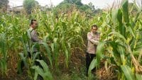 Aiptu Mukhsodin dan Bripka S. Hamdi Monitoring Tanaman Jagung Hibrida, Dukung Program 1 Desa 2 Hektare di Panongan