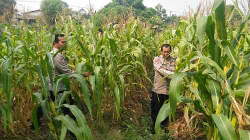 IMG-20260619-WA0054 Aiptu Mukhsodin dan Bripka S. Hamdi Monitoring Tanaman Jagung Hibrida, Dukung Program 1 Desa 2 Hektare di Panongan