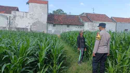IMG-20260622-WA0182 Dukung Ketahanan Pangan, Bhabinkamtibmas Sambangi Petani dan Serap Keluhan di Lapangan