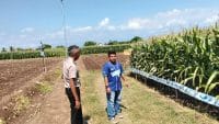 Polsek Sumberasih Monitoring Lahan Jagung 21,5 Hektare di Desa Pesisir, Dukung Ketahanan Pangan Nasional