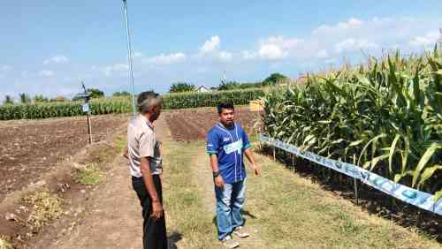 Polsek Sumberasih Monitoring Lahan Jagung 21,5 Hektare di Desa Pesisir, Dukung Ketahanan Pangan Nasional