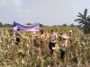 IPTU Mahdi Pantau Langsung Panen Jagung, Dukung Program Ketahanan Pangan Presiden
