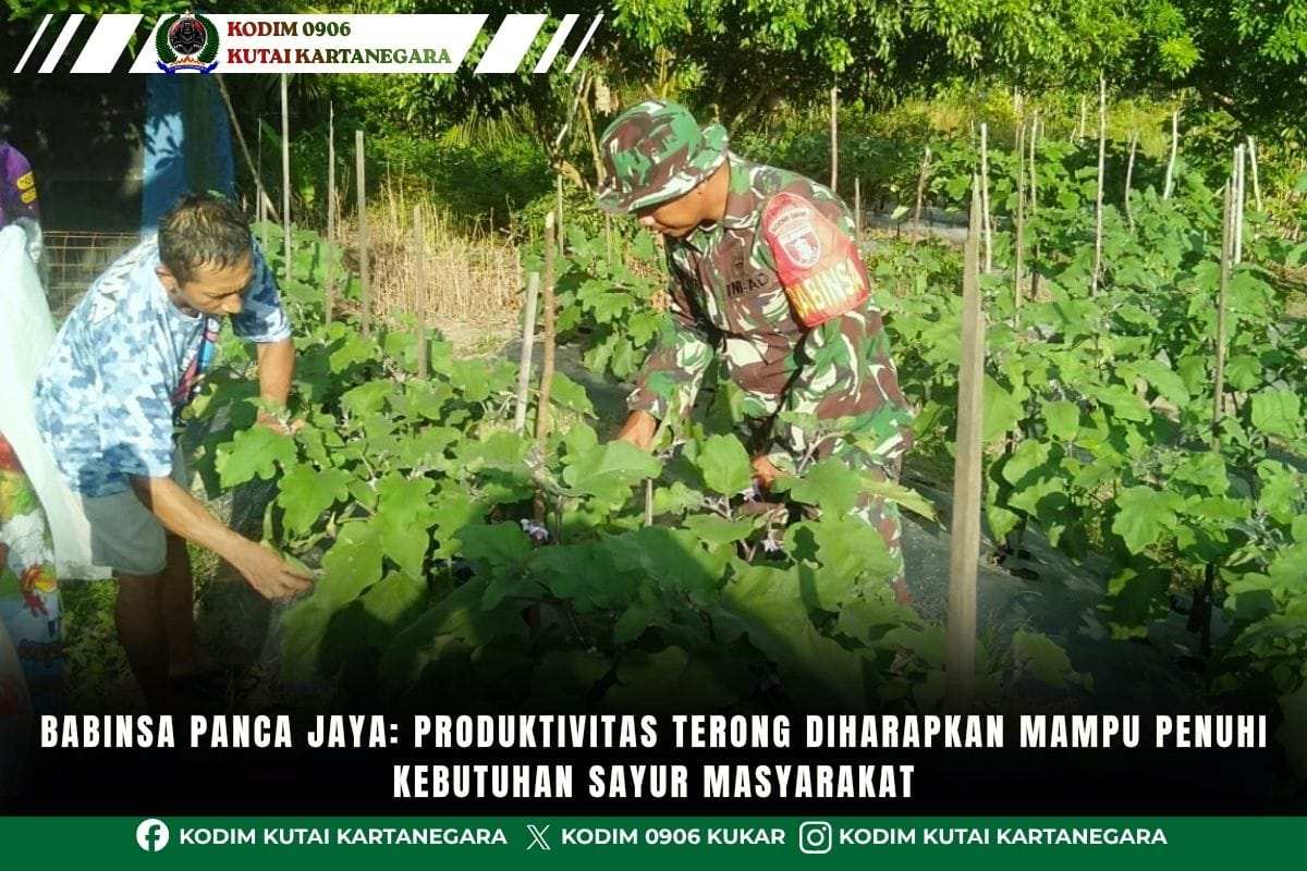 foto website(7) Babinsa Panca Jaya: Produktivitas Terong Diharapkan Mampu Penuhi Kebutuhan Sayur Masyarakat