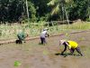 Sinergi Hanpangan, Babinsa Kotes Kopda Ari Wibowo Dampingi Petani Menanam Padi