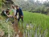 Antisipasi Kekeringan, Babinsa Sidomulyo Sertu Krida Dwi Bantu Pengairan Sawah Gunakan Pompa Air