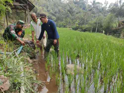 05 Antisipasi Kekeringan, Babinsa Sidomulyo Sertu Krida Dwi Bantu Pengairan Sawah Gunakan Pompa Air
