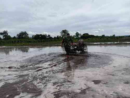 05 Perrcepat Masa Tanam, Babinsa Sumberingin Kopda Nizar Dampingi Petani Membajak Sawah