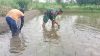 Jaga Kualitas Padi, Koptu Eka Hendarwanto Bantu Petani Bersihkan Hama Keong Dan Gulma Sawah