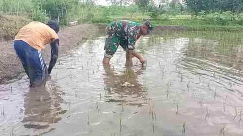 Jaga Kualitas Padi, Koptu Eka Hendarwanto Bantu Petani Bersihkan Hama Keong Dan Gulma Sawah