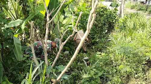 05 Lestarikan Alam, Babinsa Sidomulyo Sertu Deny Bersama Warga Gelar Aksi Tanam Pohon