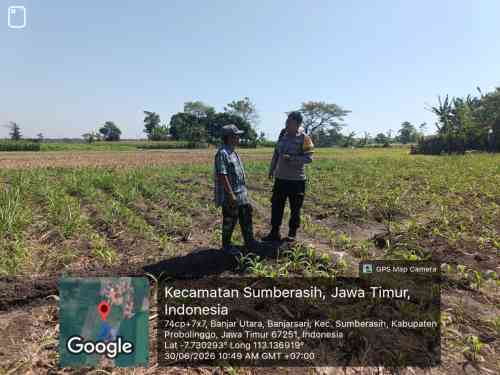 IMG-20260701-WA0265 Polsek Sumberasih Dampingi Petani Jagung, Perkuat Ketahanan Pangan di Probolinggo