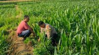 Patroli Polsubsektor Kanigaran Sambangi Petani Jagung, Pastikan Keamanan dan Dukung Ketahanan Pangan