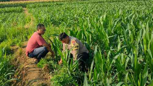 IMG-20260703-WA0282 Patroli Polsubsektor Kanigaran Sambangi Petani Jagung, Pastikan Keamanan dan Dukung Ketahanan Pangan