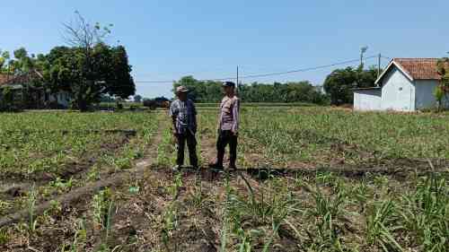 IMG-20260704-WA0195 Polsek Sumberasih Dampingi Petani Rawat Lahan Jagung 9 Hektare, Perkuat Ketahanan Pangan Nasional