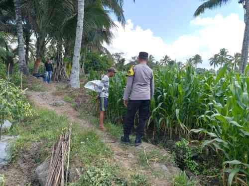 IMG-20260707-WA0195 Dukung Asta Cita Presiden, Kapolsek Candipuro Tinjau Pertumbuhan Jagung Advanta di Sumberrejo